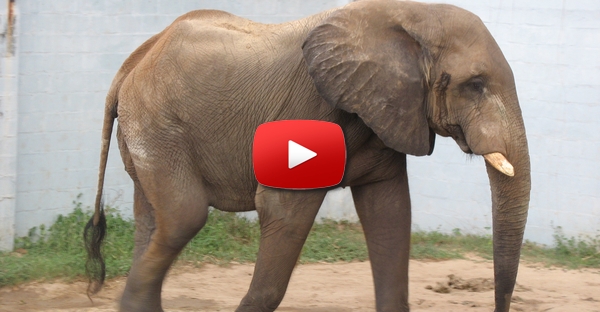 O Elefante Jogador